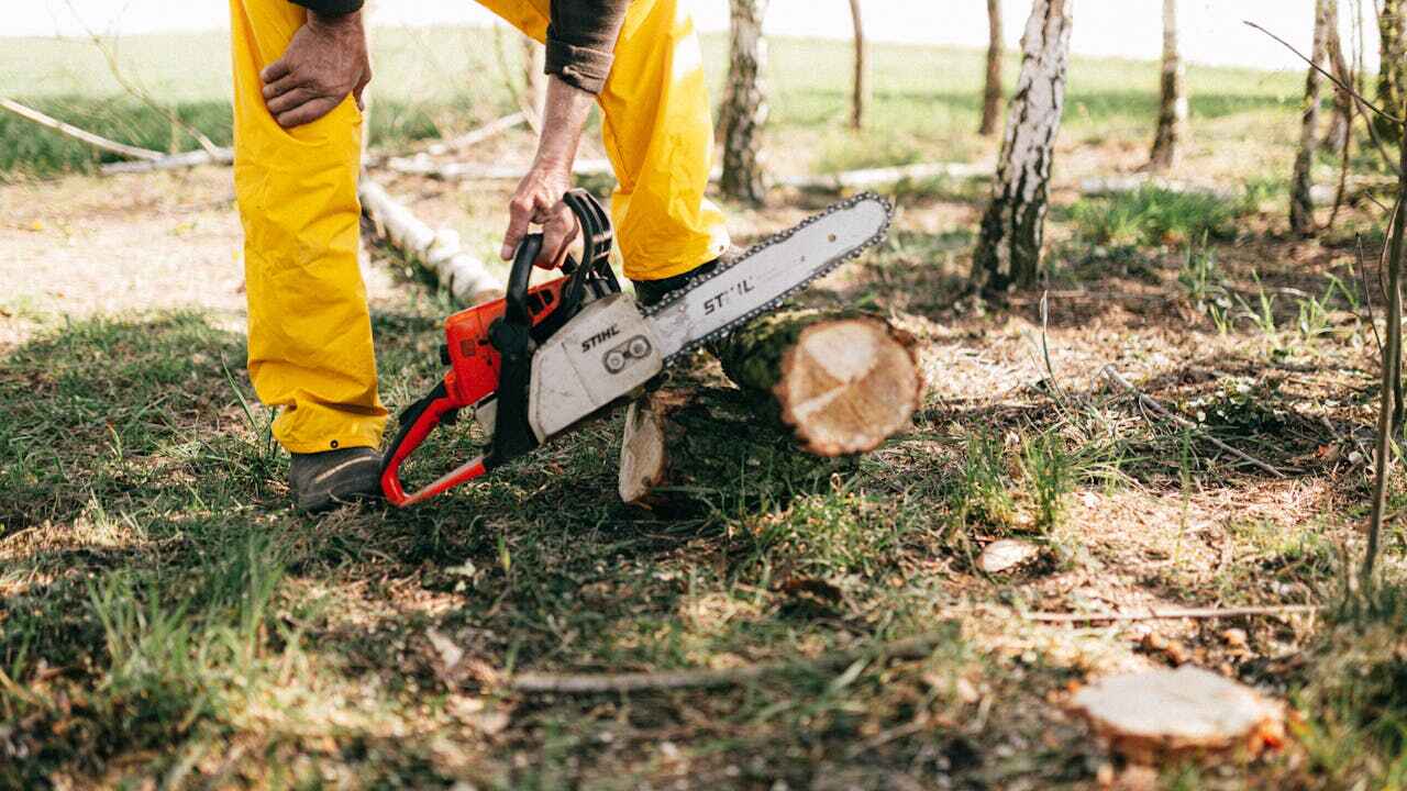 Emergency Storm Tree Removal in Fowlerville, MI